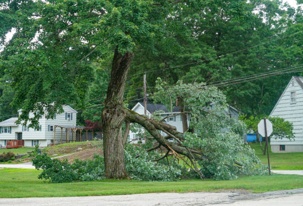  Beach, ND Tree Service Pros